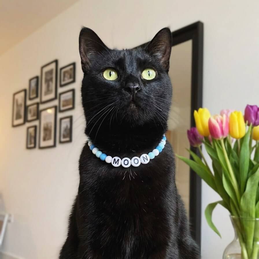 Collier unique pour chat avec son nom - Sky