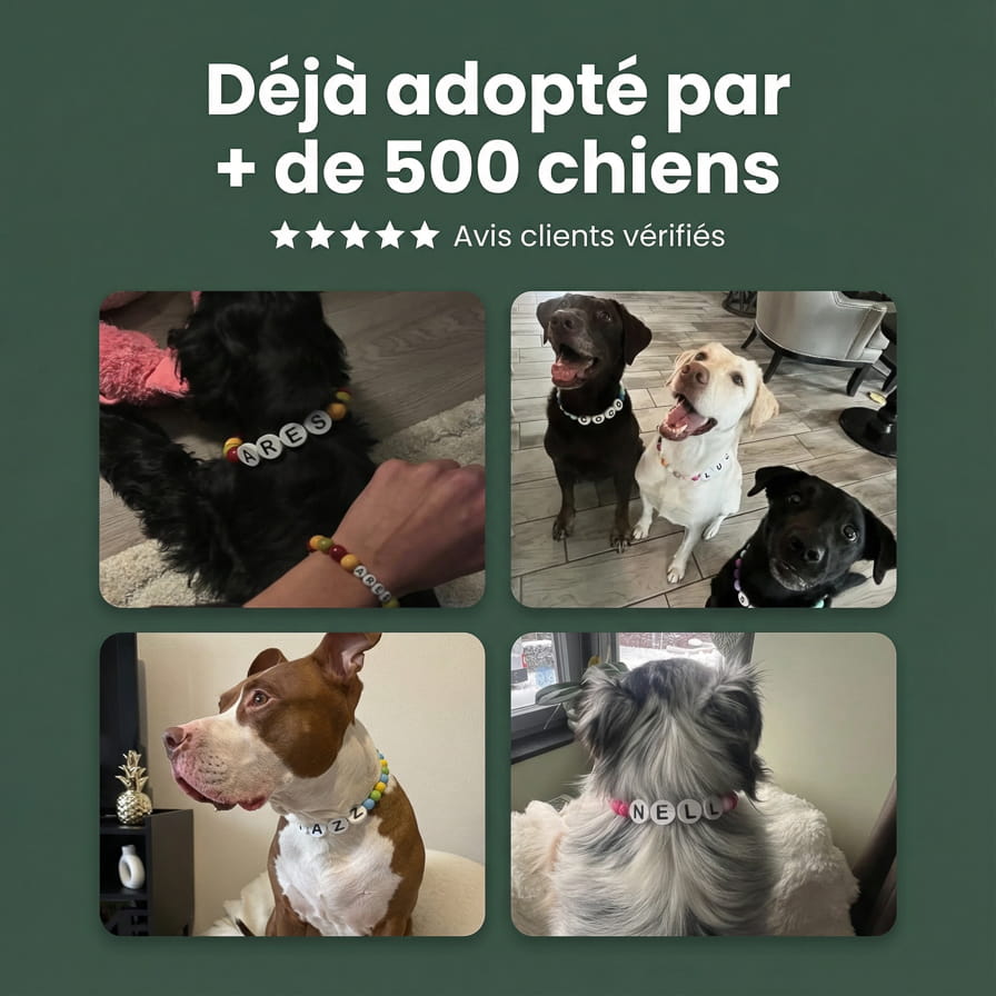 Collier unique pour chien avec son nom - Sky